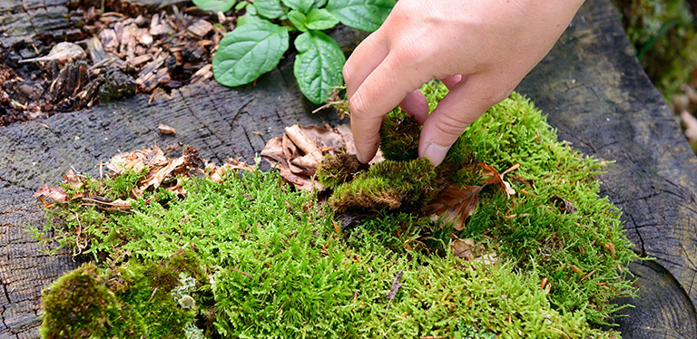 Foto: ÖBf-Archiv/ W. Simlinger /images/Lehrgang Wald und Gesundheit_Moos.jpg